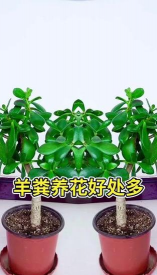 家庭养花用生根粉