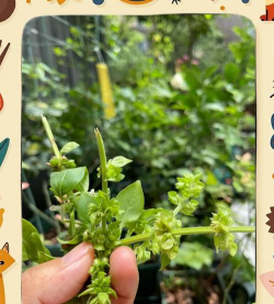 家庭养花用生根粉