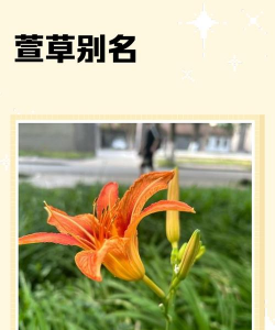 萱草又是什么草