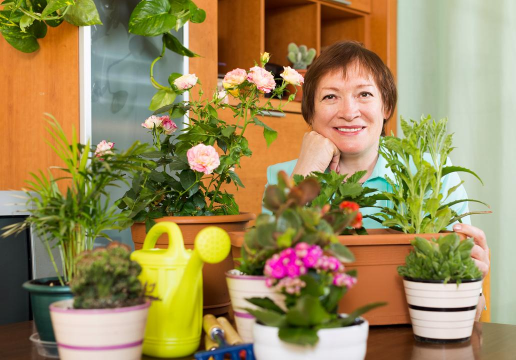 家庭养花用生根粉