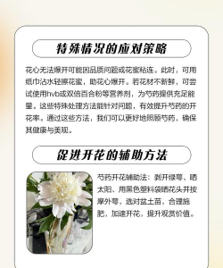 芍药不开花怎么养花呢