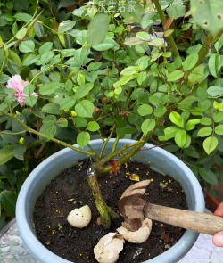 家庭养花用生根粉