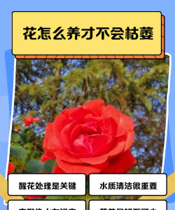 家庭养花用生根粉