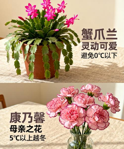 家庭养花用生根粉