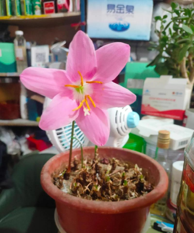 家庭养花用生根粉