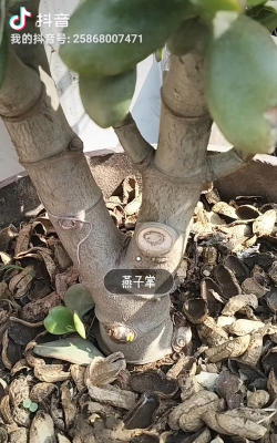 家庭养花用生根粉