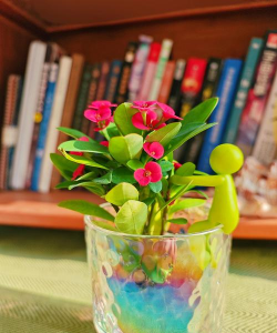 家庭养花用生根粉