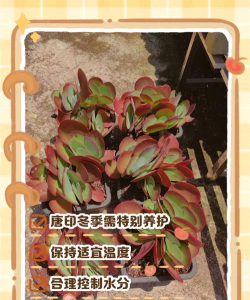 唐印在冬天如何养殖