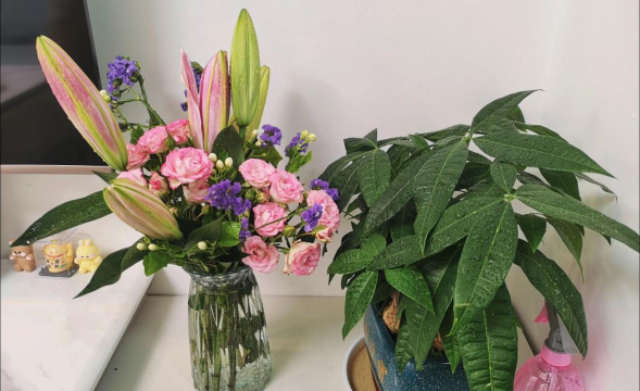 家庭养花用生根粉