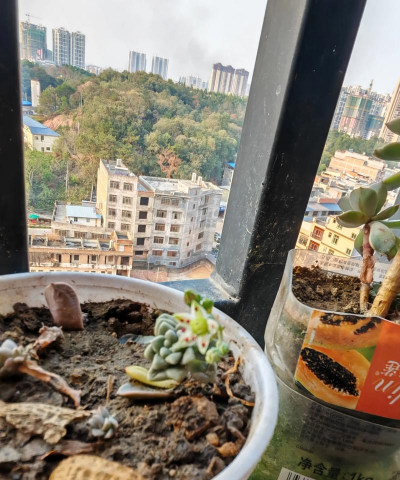 家庭养花用生根粉