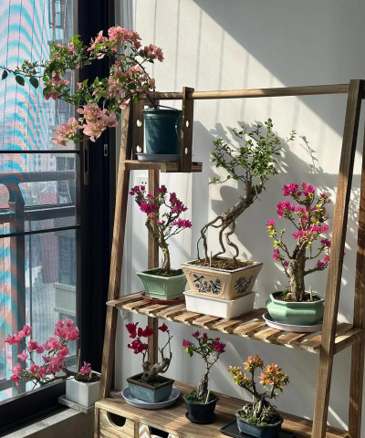 家庭养花用生根粉