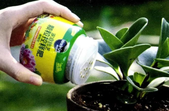 家庭养花用生根粉