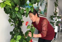 家庭养花用生根粉