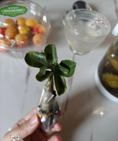 家庭养花用生根粉