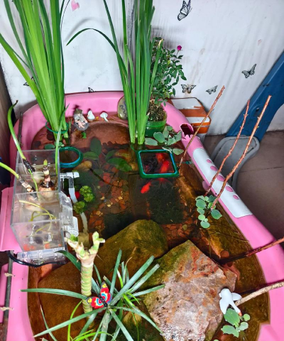 家庭养花用生根粉