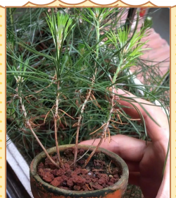 黑松土能养花吗