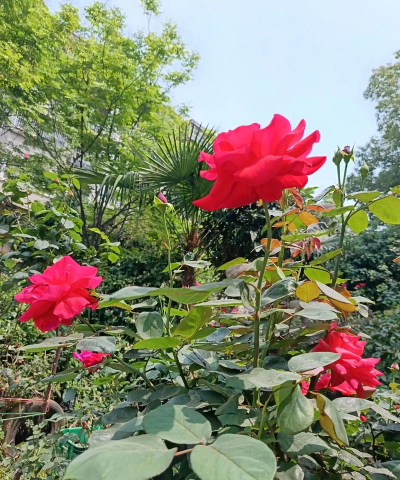 武汉秋天有什么月季