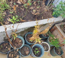 家庭养花用生根粉