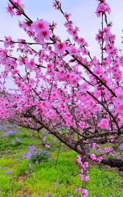 桃花的品种什么最美