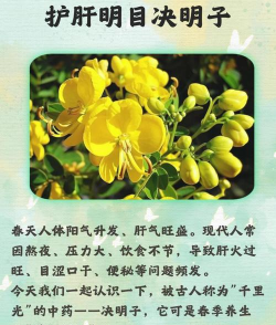 决明子能养花不