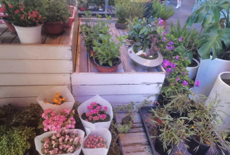 家庭养花用生根粉