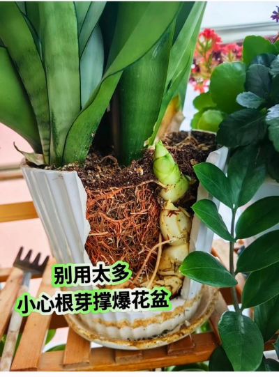 家庭养花用生根粉