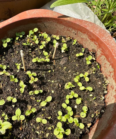 如何用猕猴桃籽种