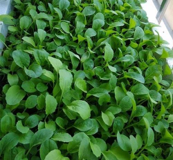 养花盆种小青菜