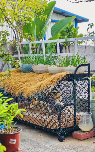 家庭养花用生根粉