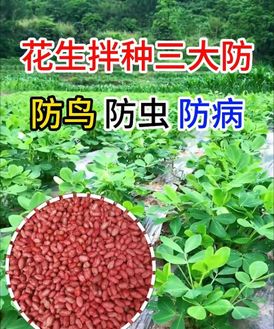 养花生虫怎么拌