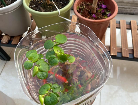 家庭养花用生根粉