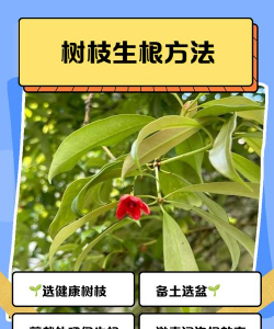 家庭养花用生根粉