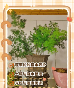 如何控制蓬莱松的高度