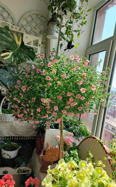 家庭养花用生根粉