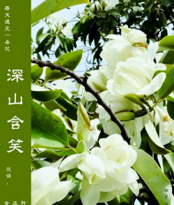 深山含笑主要写什么