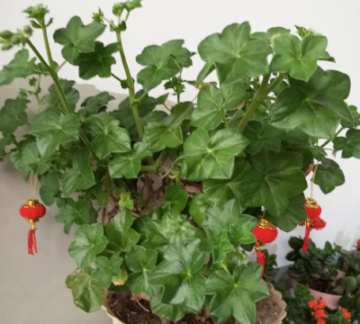 家庭养花用生根粉