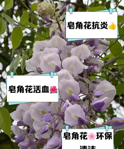 皂角花什么意义