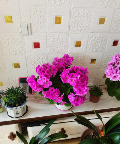 家庭养花用生根粉