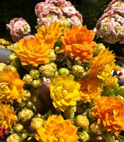 爱养花柚柚奶奶