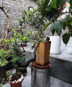 家庭养花用生根粉