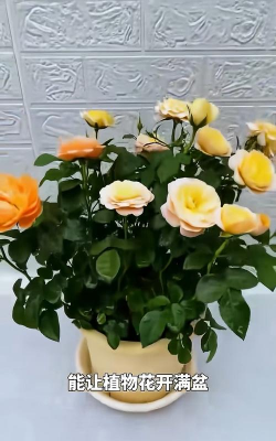 家庭养花用生根粉