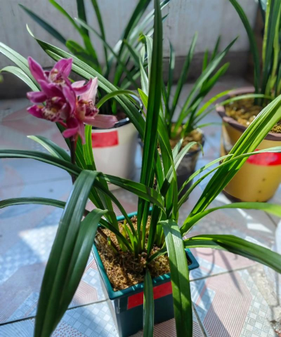 十三爱养花同安兰