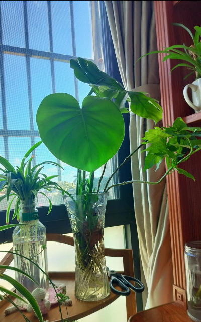 家庭养花用生根粉