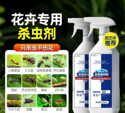 玫瑰花怎么养才不会枯萎，掌握浇水施肥技巧，轻松延长花期