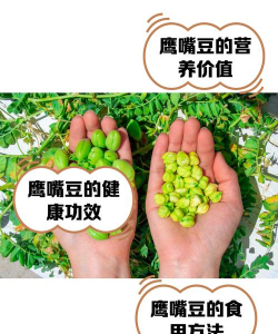 鹰嘴豆可以做肥料养花吗