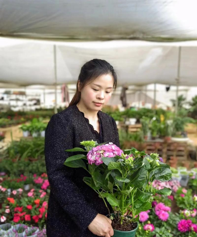 家庭养花用生根粉