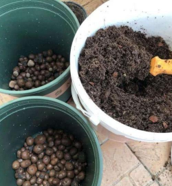 家庭养花用生根粉