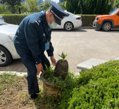 家庭养花用生根粉