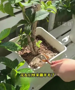 家庭养花用生根粉