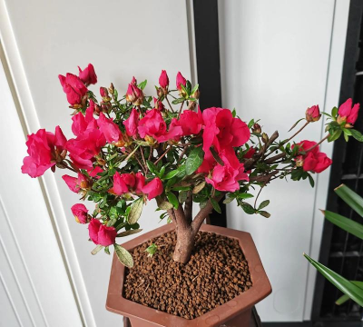 家庭养花用生根粉